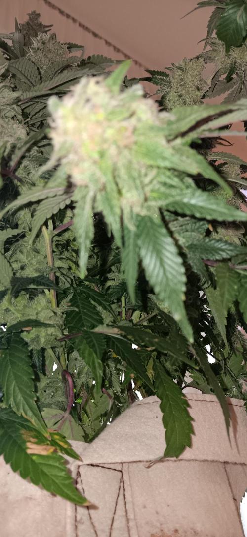 Og Kush Barneys. Week 9