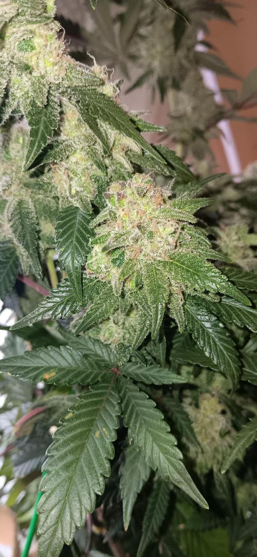 Og Kush Barneys. Week 9