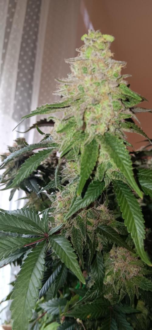 Og Kush Barneys. Week 9