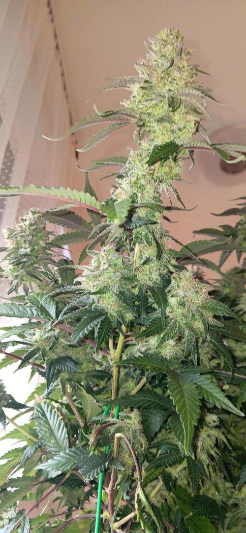 Og Kush Barneys. Week 9