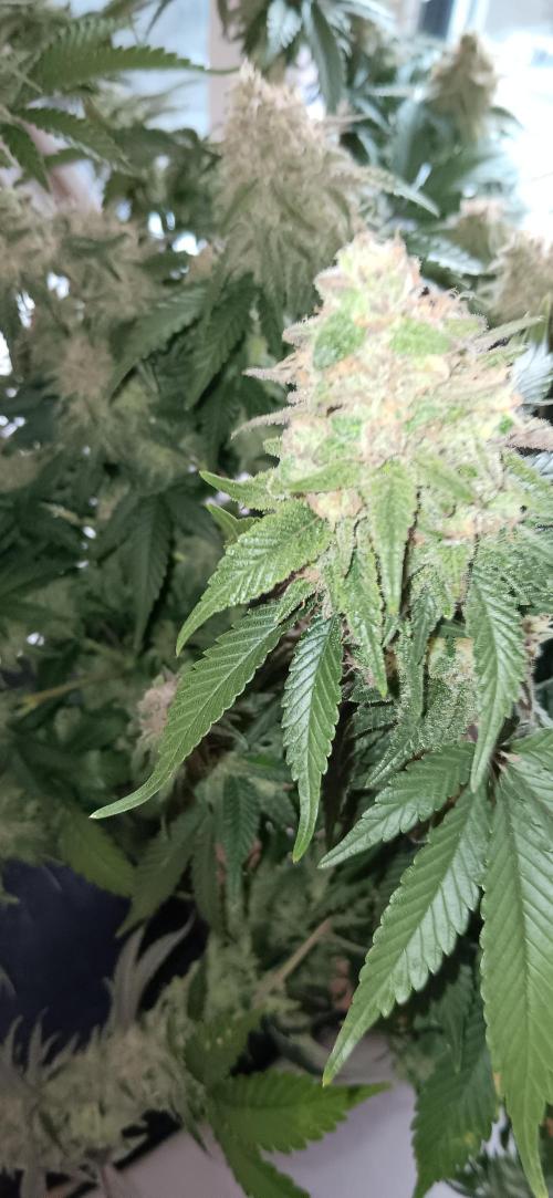 Og Kush Barneys. Week 9