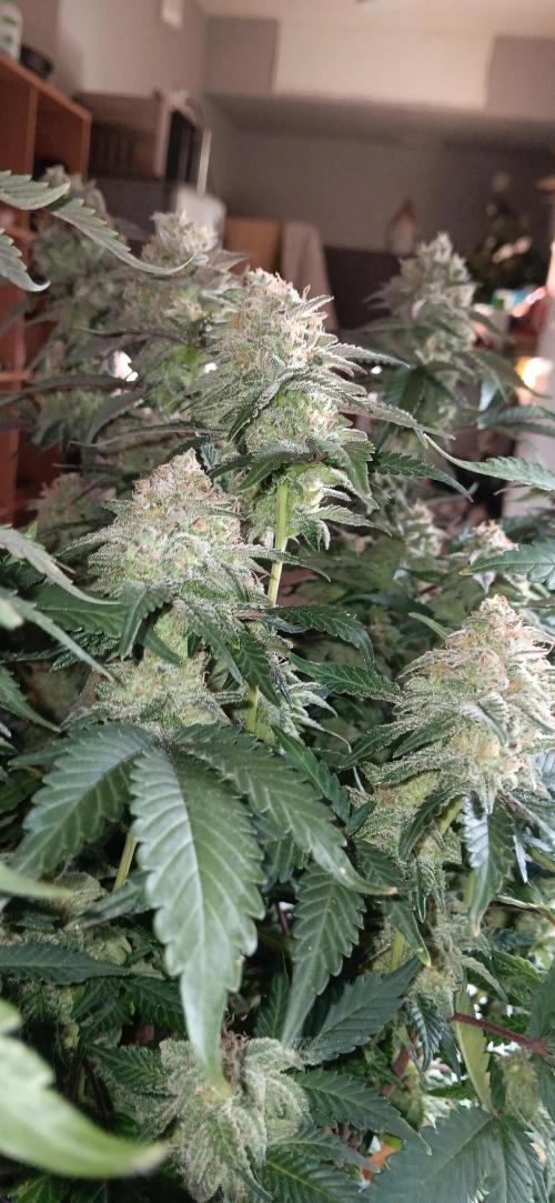 Og Kush Barneys. Week 9