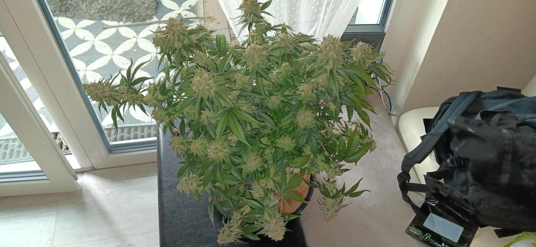 Og Kush Barneys. Week 9