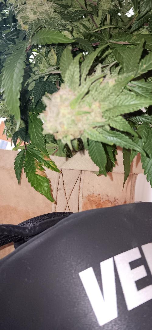 Og Kush Barneys. Week 9