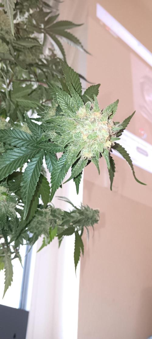 Og Kush Barneys. Week 9