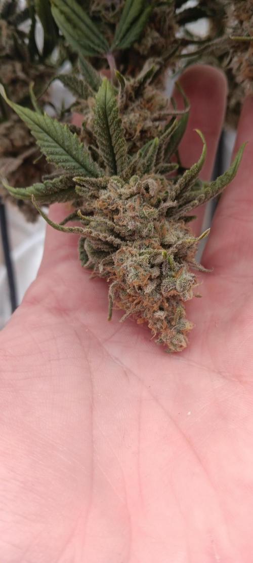 Og Kush Barneys. Week 10