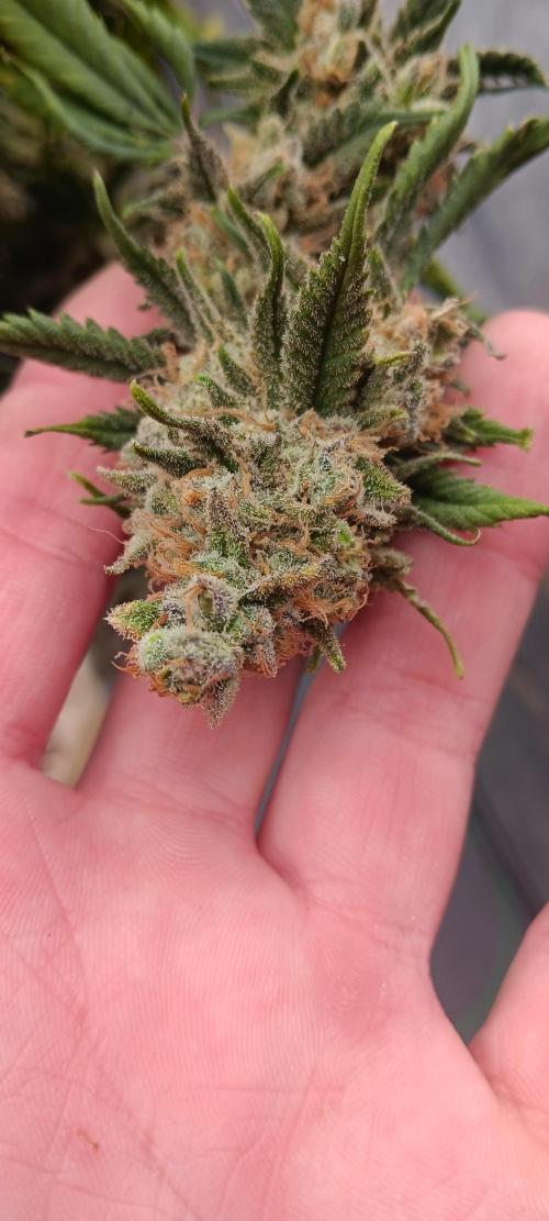 Og Kush Barneys. Week 10