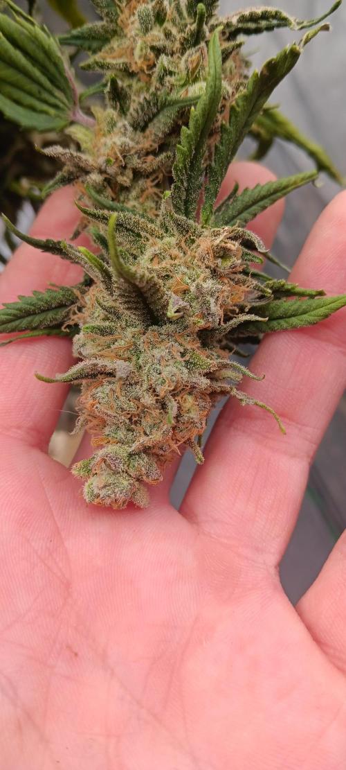 Og Kush Barneys. Week 10