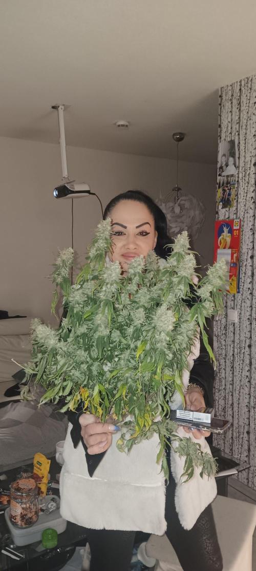 Og Kush Barneys. Week 10