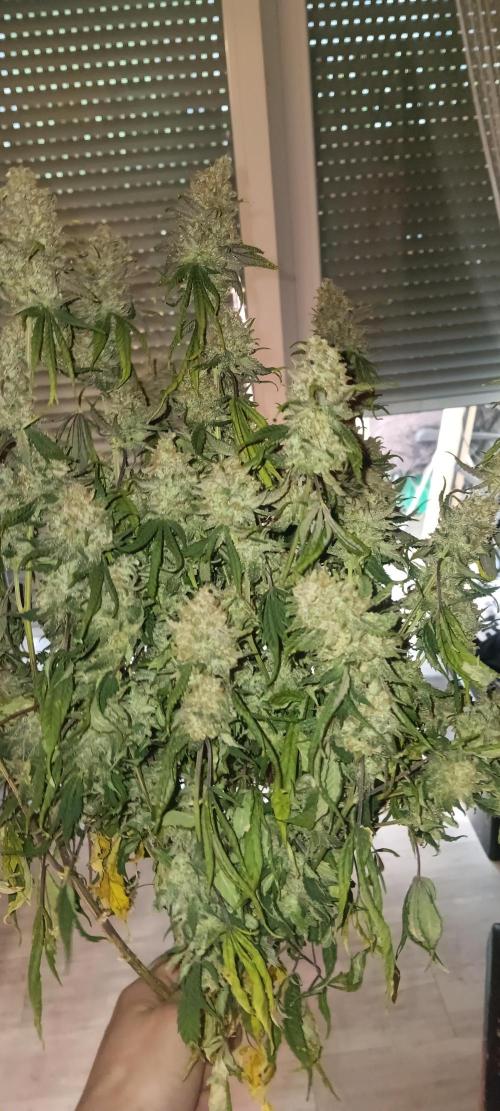 Og Kush Barneys. Week 10