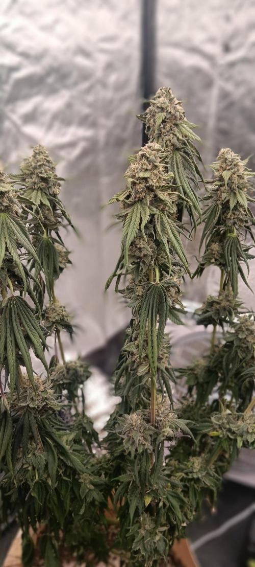 Gorilla Melon Fastbuds. Week 9