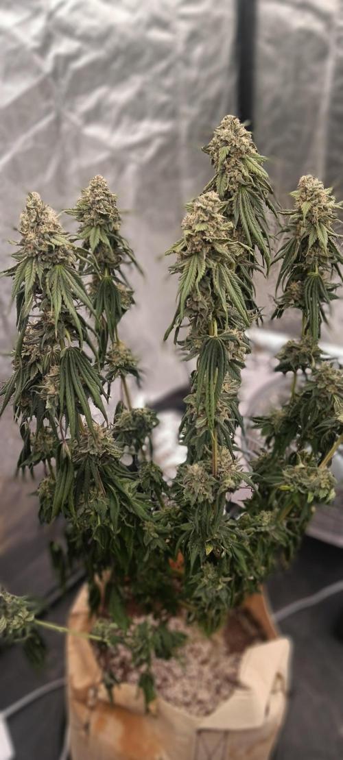 Gorilla Melon Fastbuds. Week 9