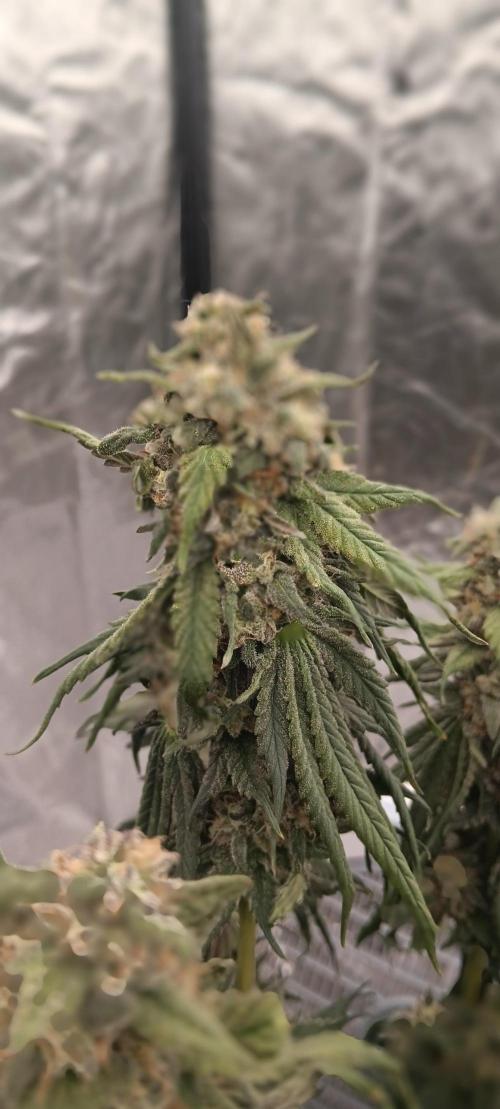 Gorilla Melon Fastbuds. Week 9