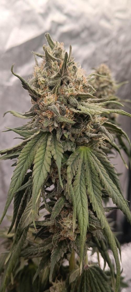 Gorilla Melon Fastbuds. Week 9