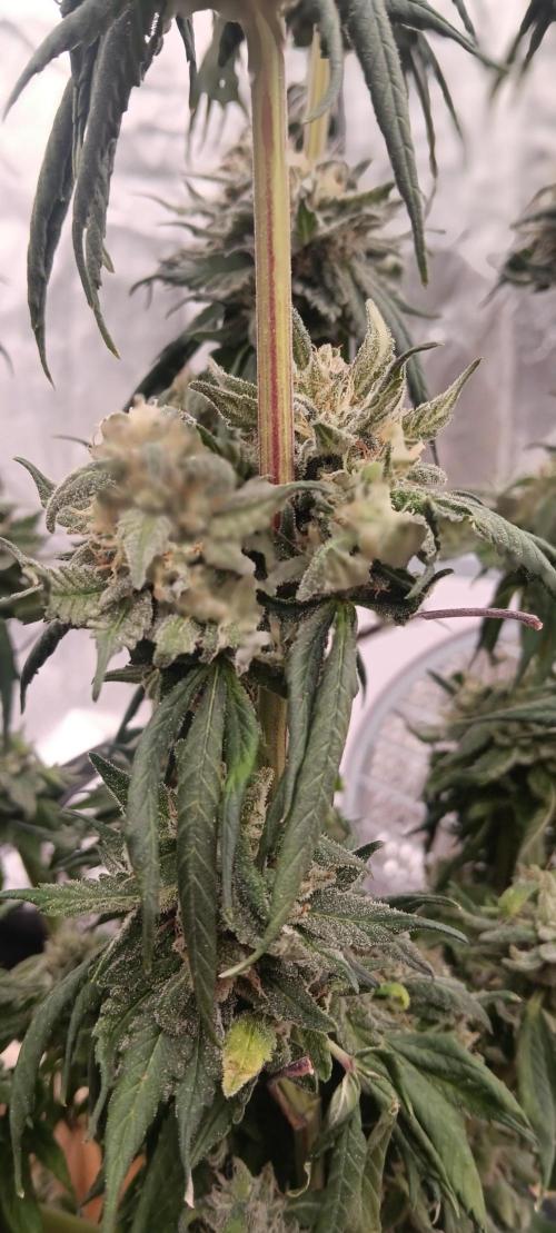 Gorilla Melon Fastbuds. Week 9