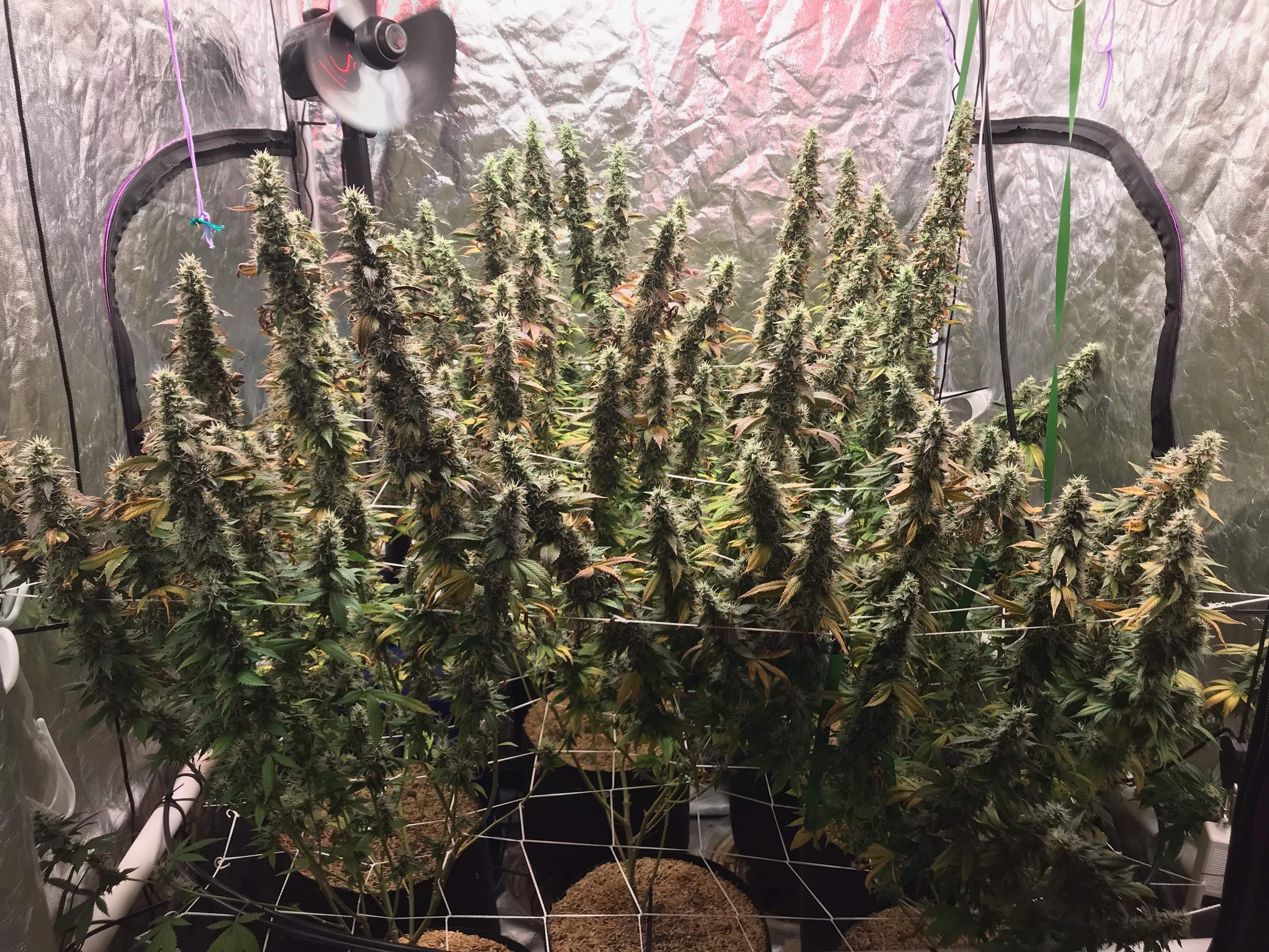 GMO Cookies 2 grow diary (journal) week17 by OrganicChronic GrowDiaries