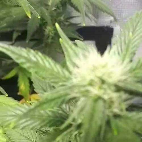 FastBuds Tropicana Cookies Auto X 2
