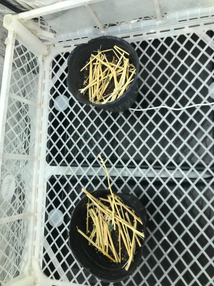 CARAMEL CREAM X2 GALPONERAS . Week 0 - Tuve que ayudar a que largue la cáscara de la semilla a la derecha.