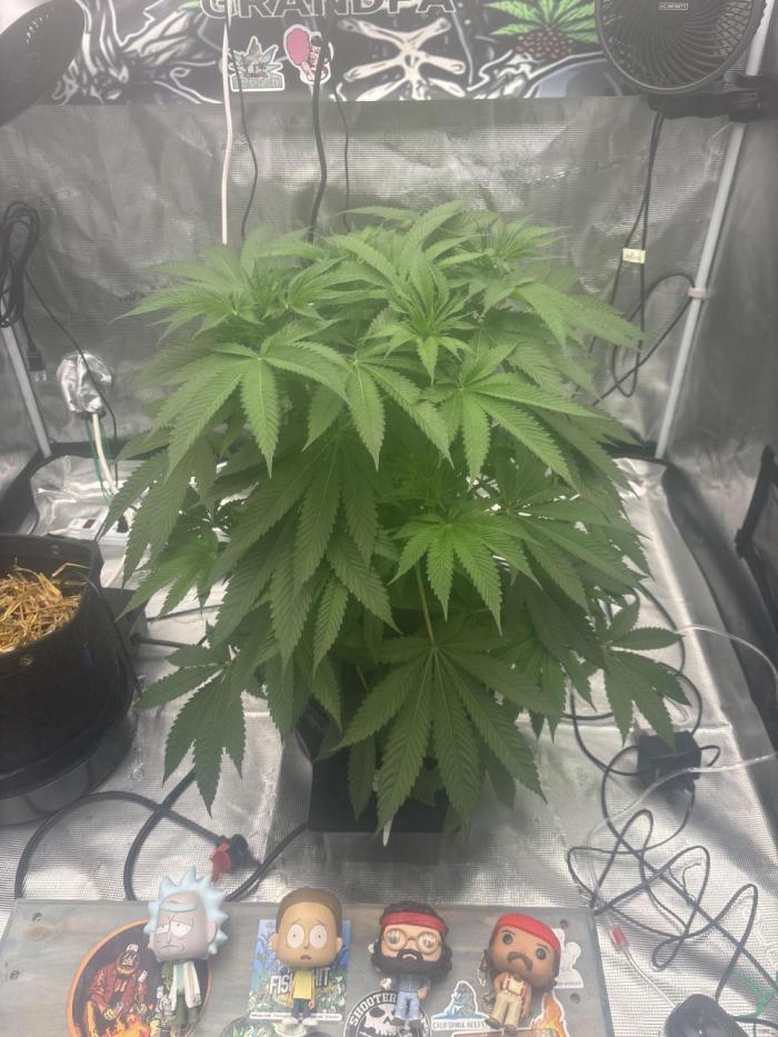 ganja grandpa. Week 2