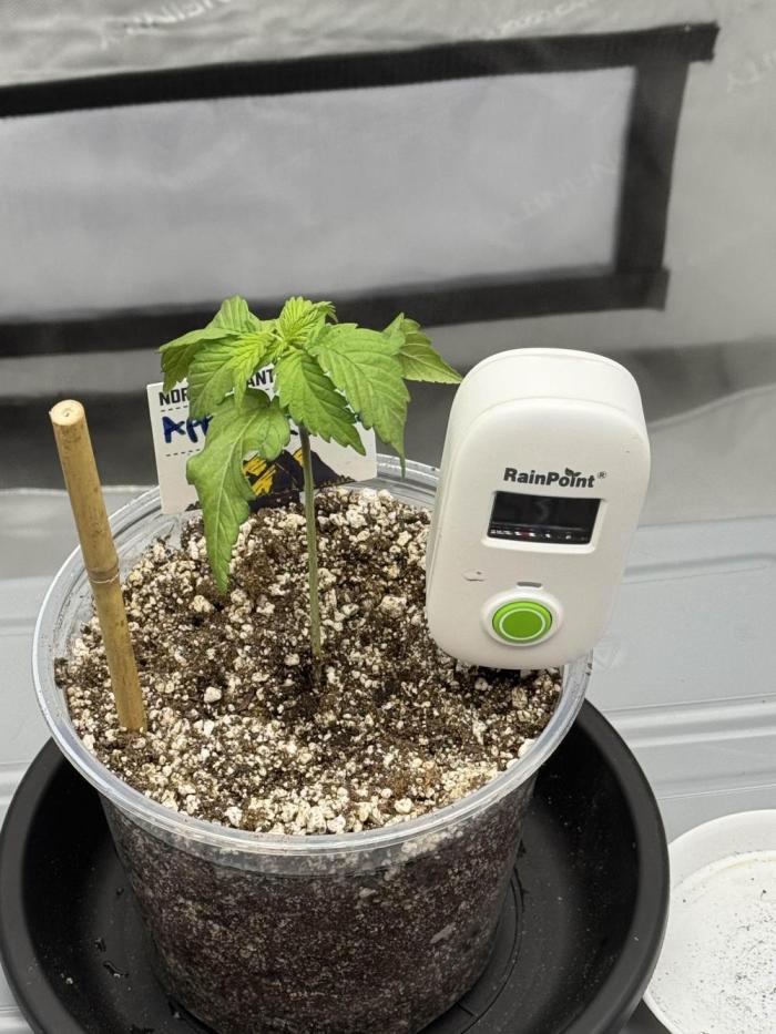 Apple Fritter Fritz. Week 0