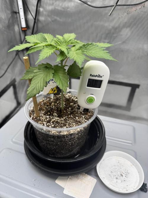 Apple Fritter Fritz. Week 1