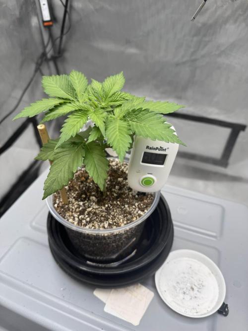 Apple Fritter Fritz. Week 1