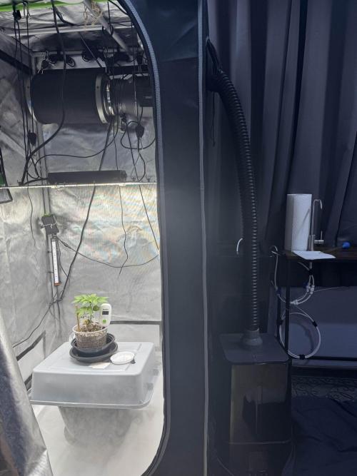 Apple Fritter Fritz. Week 1