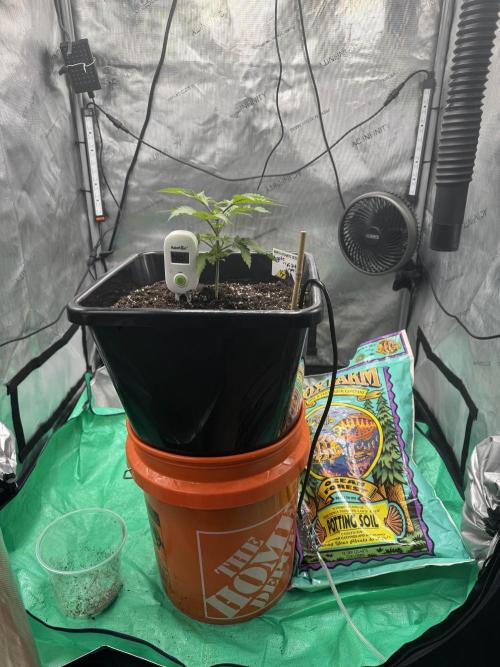 Apple Fritter Fritz. Week 2