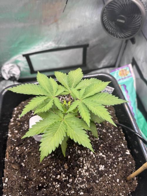 Apple Fritter Fritz. Week 2