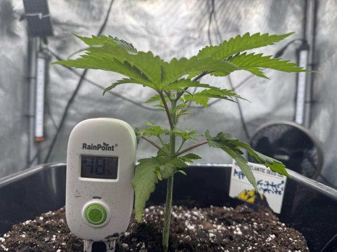 Apple Fritter Fritz. Week 2