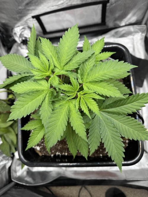 Apple Fritter Fritz. Week 3