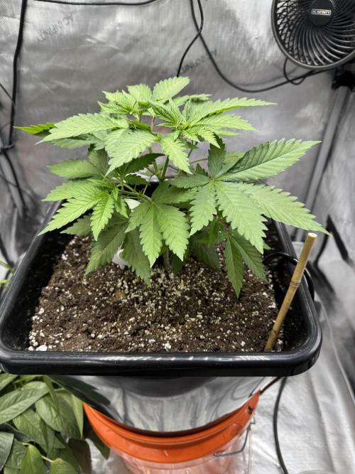 Apple Fritter Fritz. Week 3