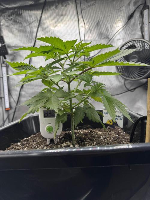 Apple Fritter Fritz. Week 3