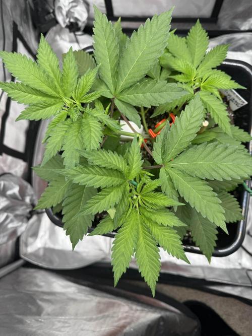 Apple Fritter Fritz. Week 4