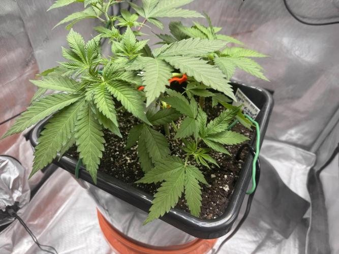 Apple Fritter Fritz. Week 4