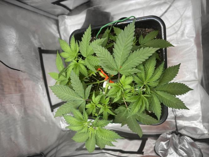 Apple Fritter Fritz. Week 4