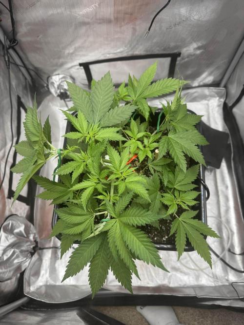 Apple Fritter Fritz. Week 4