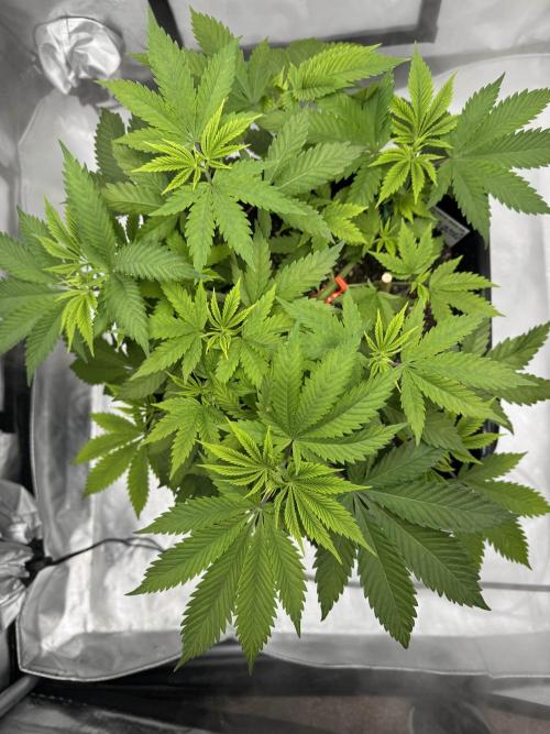 Apple Fritter Fritz. Week 5 - Before Defoliation 