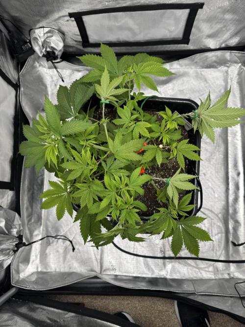 Apple Fritter Fritz. Week 5 - After Defoliation 