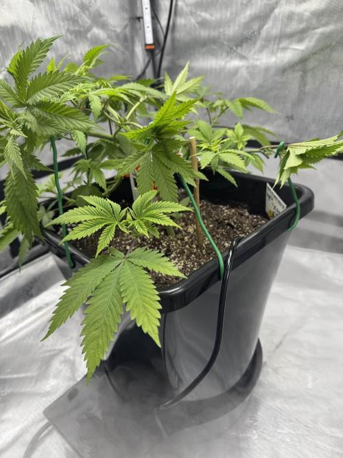 Apple Fritter Fritz. Week 5