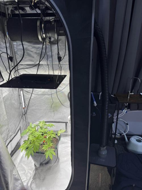 Apple Fritter Fritz. Week 5