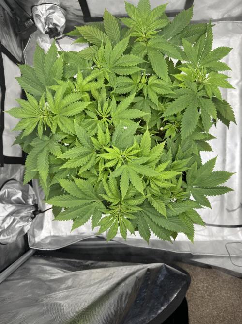 Apple Fritter Fritz. Week 6 - Before Defoliation