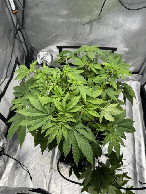 Apple Fritter Fritz. Week 6 - After Defoliation and a little more lst