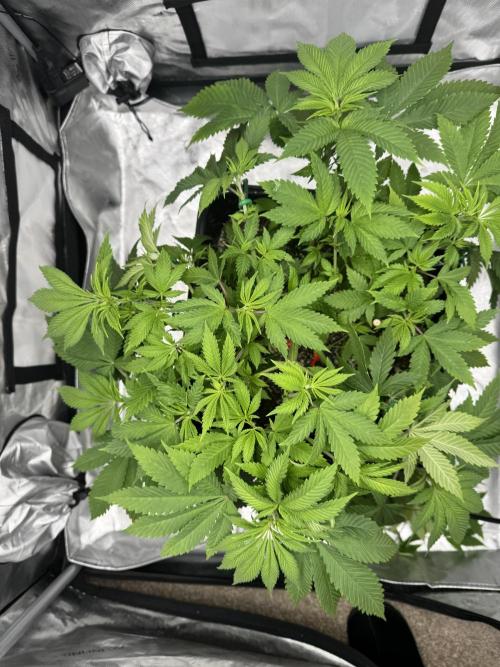 Apple Fritter Fritz. Week 6 - After Defoliation and a little more lst