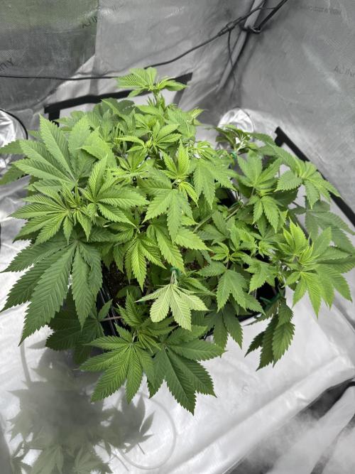 Apple Fritter Fritz. Week 6 - After Defoliation and a little more lst