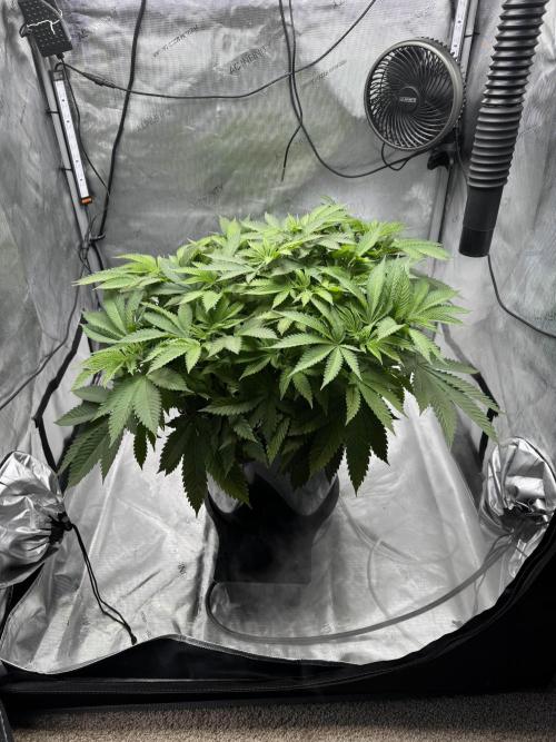 Apple Fritter Fritz. Week 7