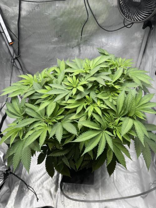 Apple Fritter Fritz. Week 7