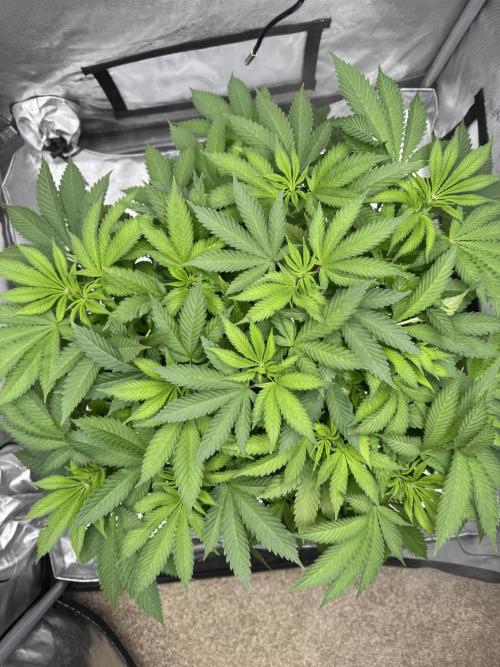 Apple Fritter Fritz. Week 7