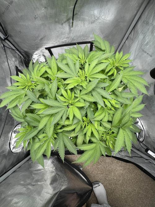 Apple Fritter Fritz. Week 7