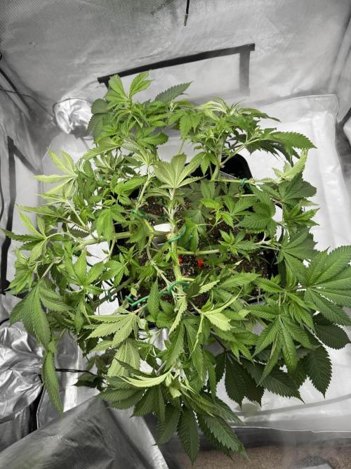 Apple Fritter Fritz. Week 7 - oh god, more LST! the horror!